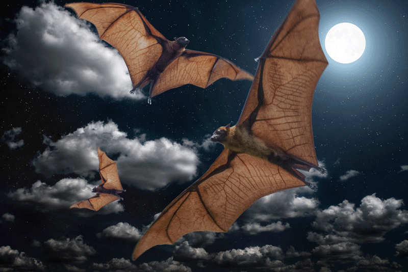 Bats are mostly associated with death and darkness, but the bad rap they get is undeserved post image