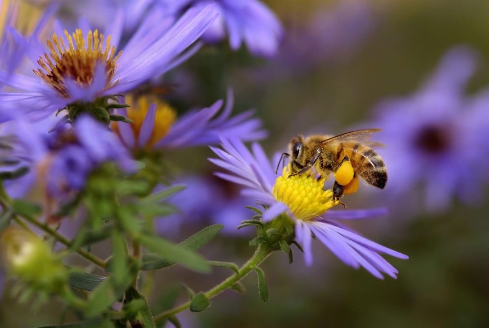 What can’t bees do? Urban beehives reveal the secrets of several cities around the world post image