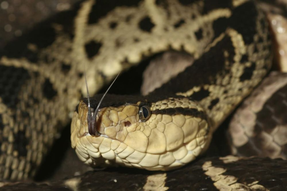 Snakes alive: Venom may play a role in the fight against COVID-19 post image