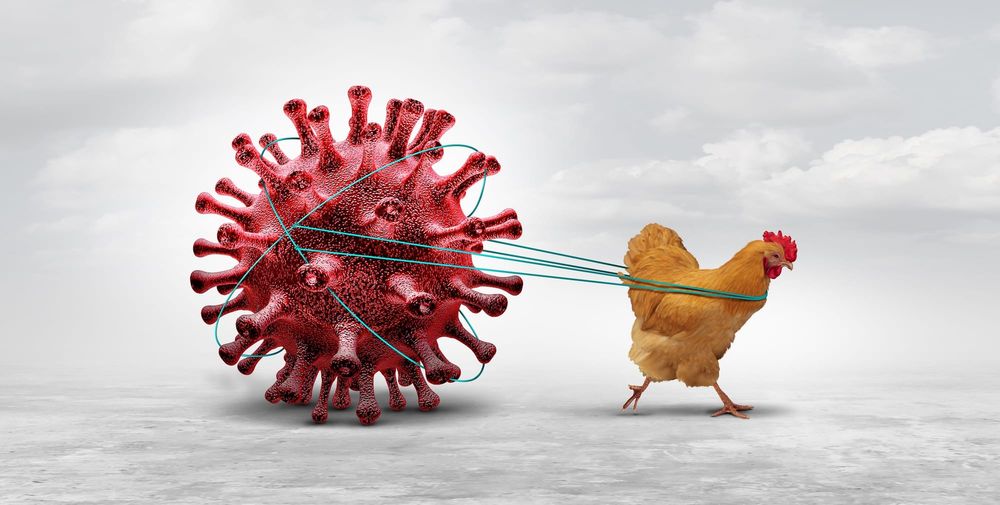 Could bird flu lead to the next pandemic? post image
