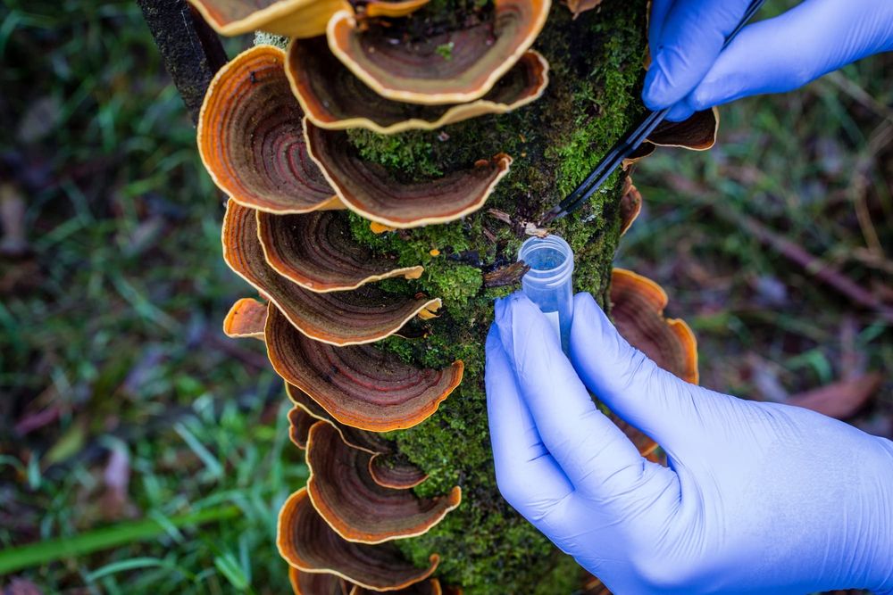 The biodiversity bias: Global research still favours the wealthy post image