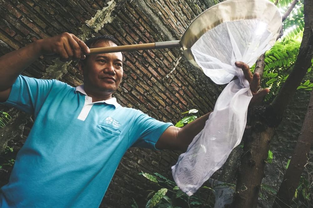 Wolbachia-infected mosquitoes help drive dengue out of infected communities post image