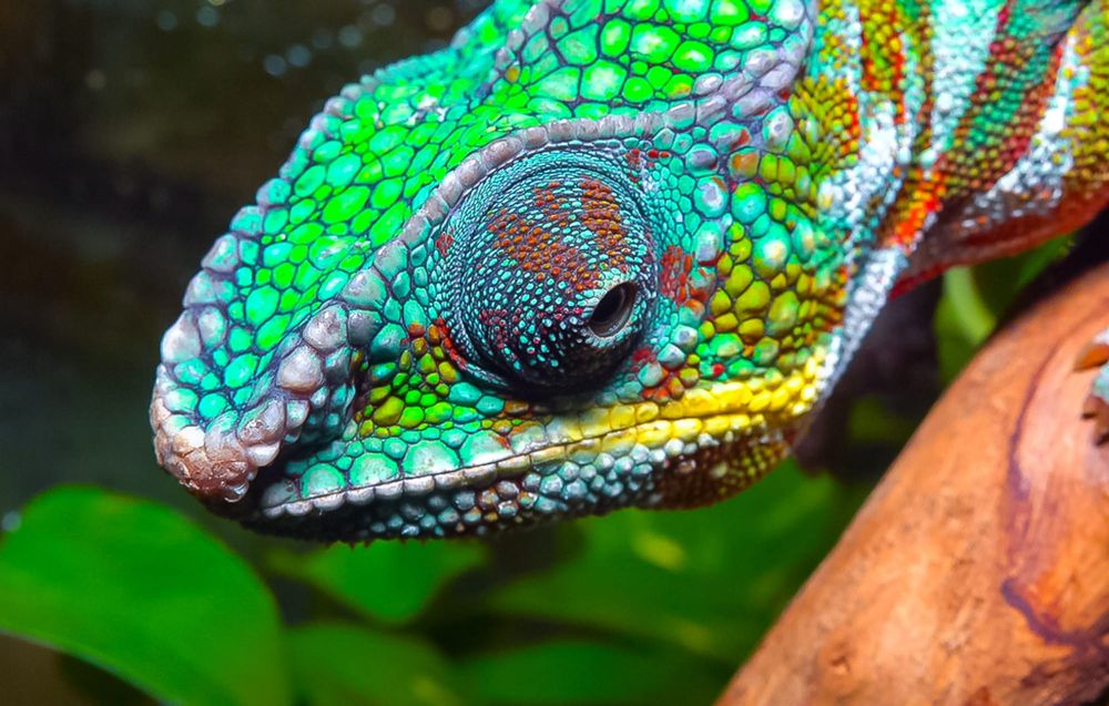 ‘Alien invasion’: Researchers identify which exotic animals may soon hitchhike into Australia post image