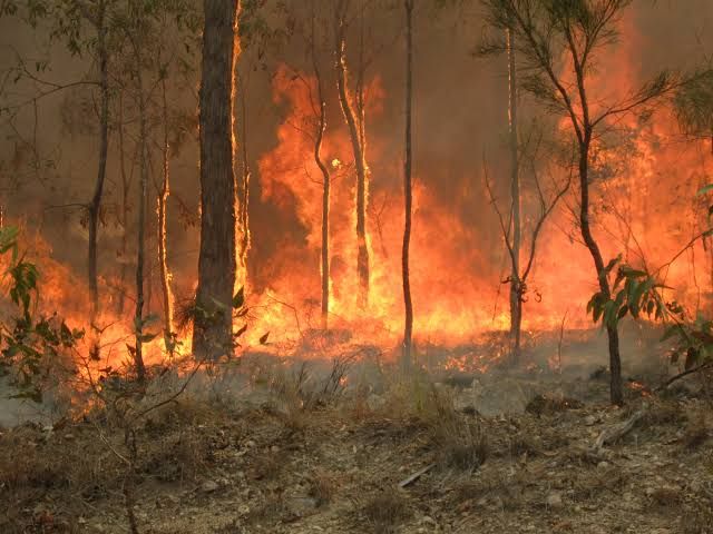 Australian bushfires: fundraising, Federer and the faultlines in celebrity endorsements post image