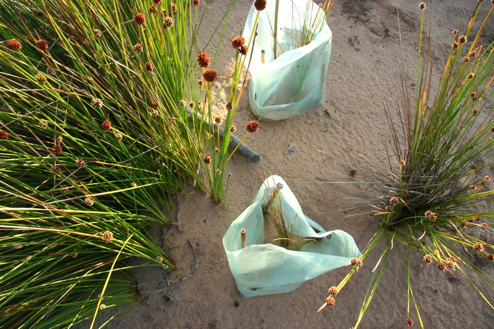 Biodiversity conservation needs both carrots and sticks to protect the environment post image