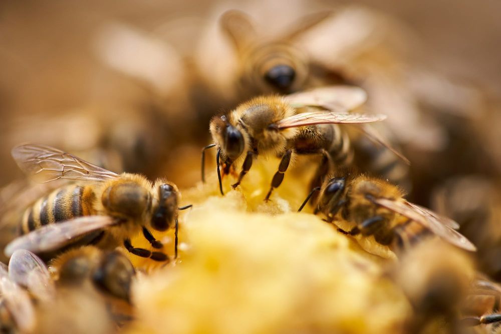 Liquid gold: Unlocking the medicinal properties of propolis post image