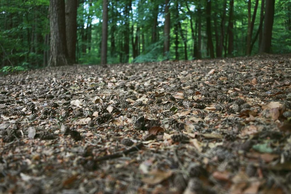 It's a gas: How soil feeds on the air that we breathe post image