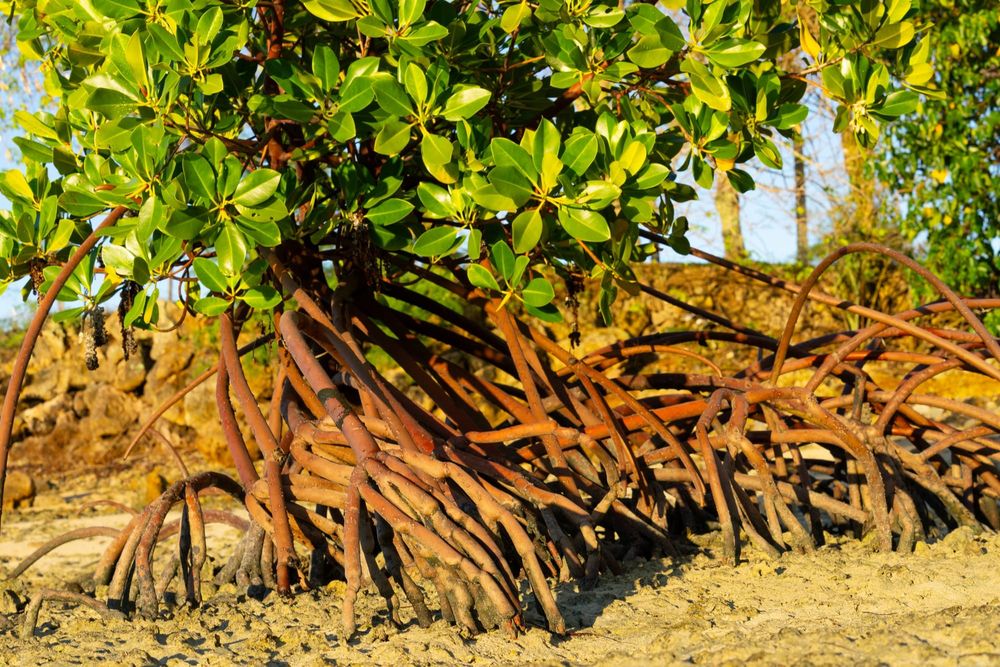 Climate solutions are already in our nature post image