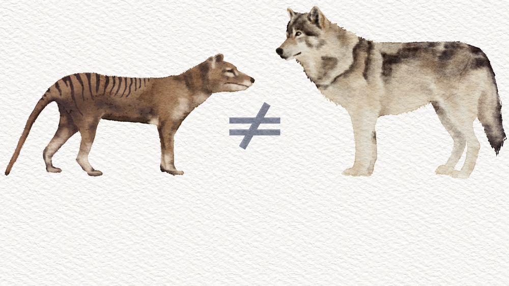 Like a jackal in wolf’s clothing: The Tasmanian tiger was no wolfish predator post image