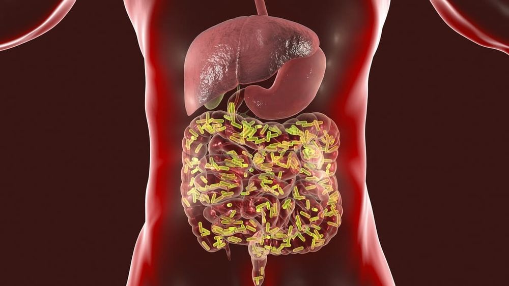 Gutting to the chase on how bacteria adapts and functions post image