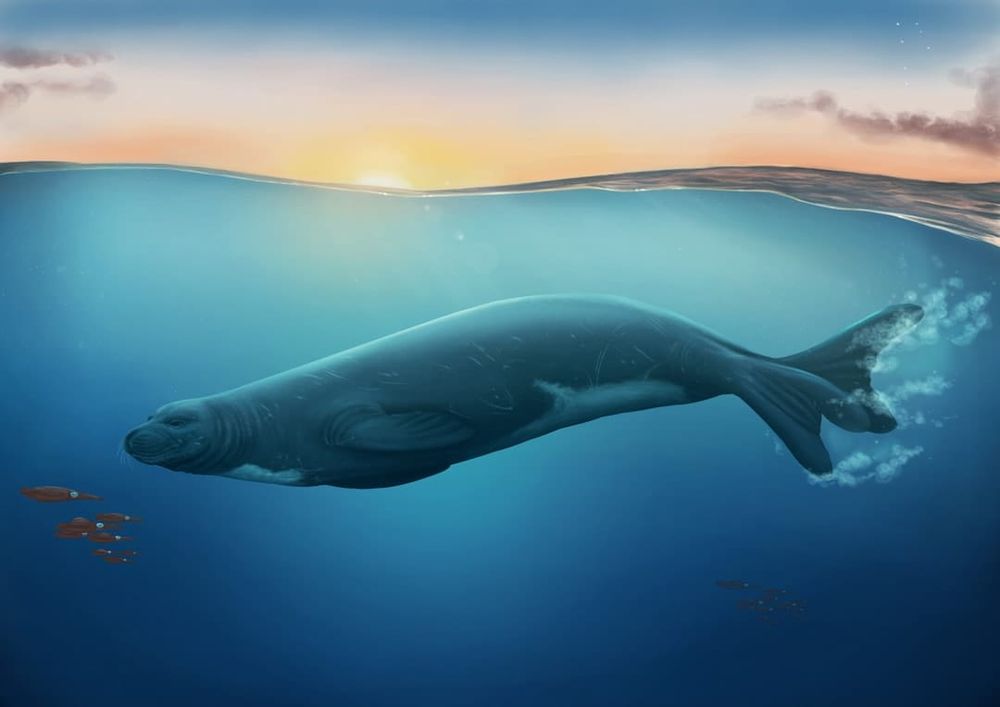 New seal fossil discoveries are rewriting our understanding of ancient monachine species post image