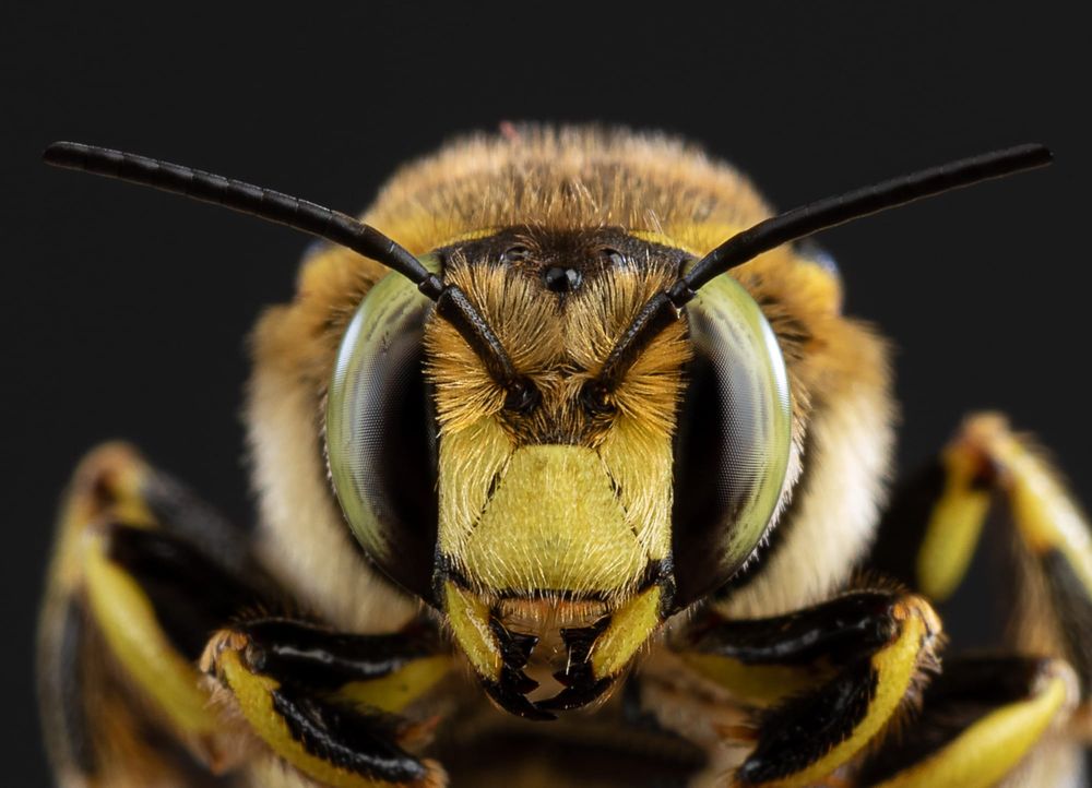 Do they see what we see? Bees and wasps join humans in being tricked by illusions of quantity post image