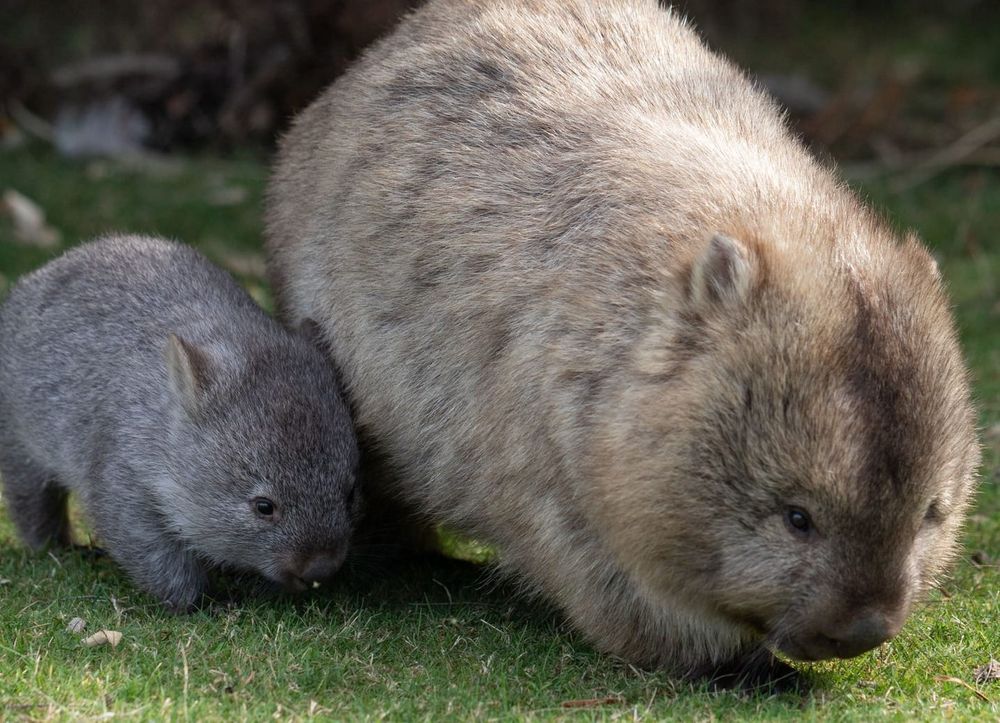 Why an influencer’s wombat video is a symptom of a larger social media problem post image