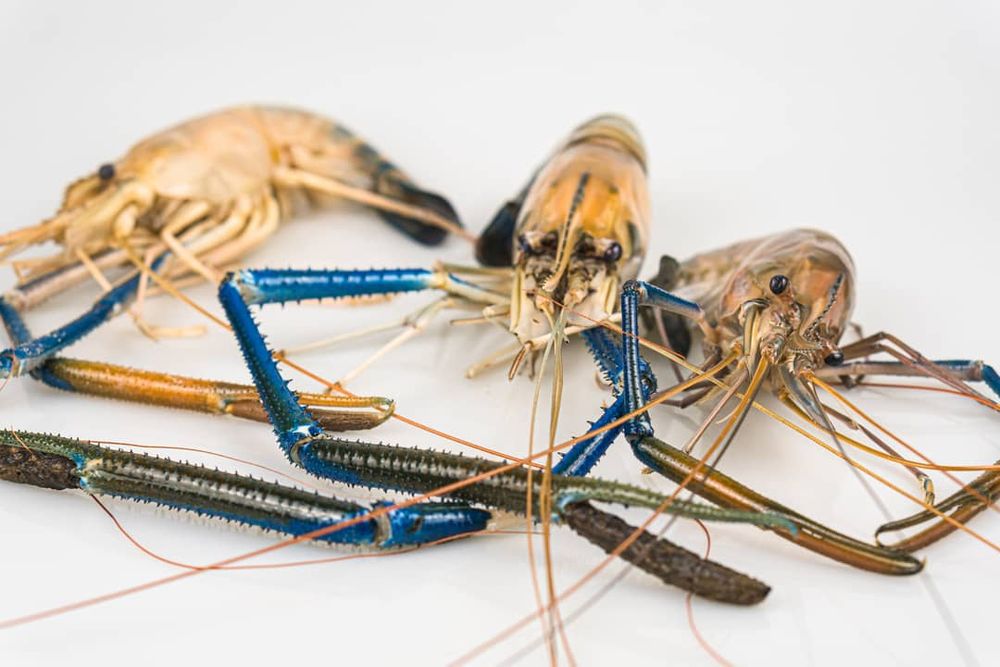 Salvaging Malaysia’s shrimp industry reputation post image