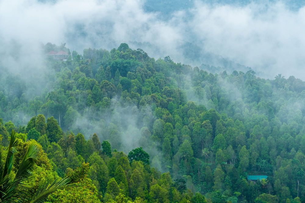 What to know about Indonesia’s decision to open its international carbon markets post image