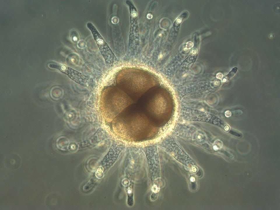 From crocodiles to krill, a warming world raises the 'costs' paid by developing embryos post image