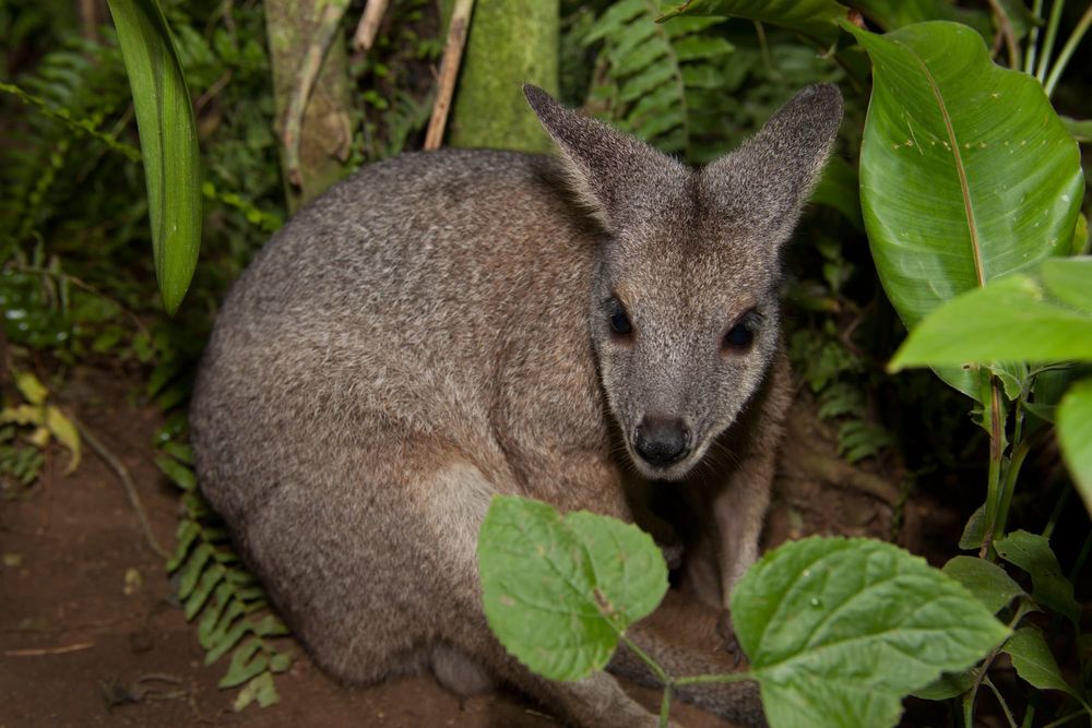 Why do humans grow two sets of teeth? These marsupials are rewriting the story of dental evolution post image