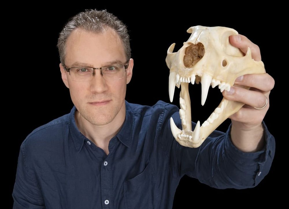 We've discovered a new rule of nature. It explains why animals' pointy parts grow the way they do post image