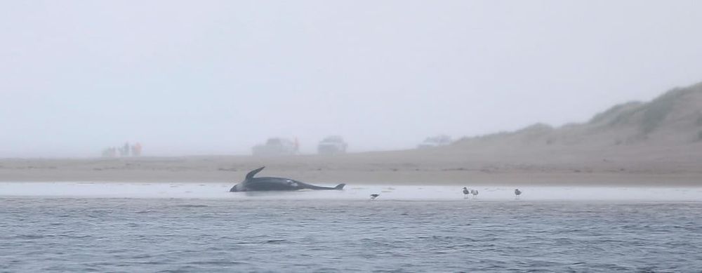 Why do pilot whales sometimes crash-land ashore? post image