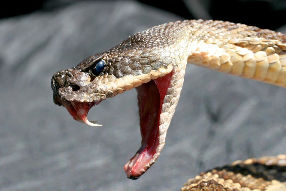 High-tech cameras capture the secrets of venomous snake bites post image