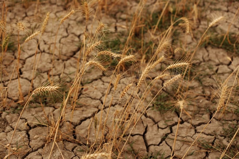 ‘Flash droughts’ can dry out soil in weeks. New research shows what they look like in Australia post image
