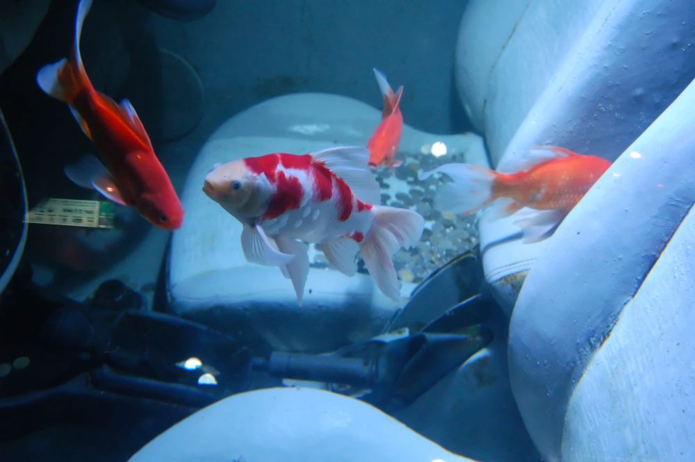 Fish driving cars and chimps doing maths: What teaching animals ‘irrelevant’ skills reveals about our own minds post image