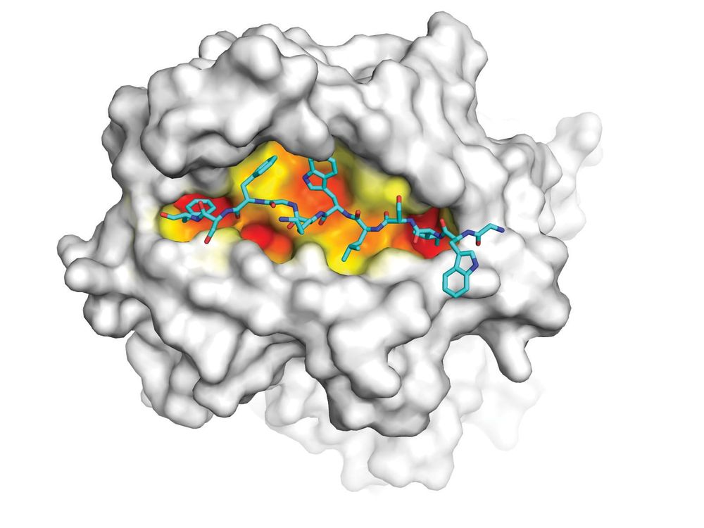 Revealed: Our cellular guardians post image