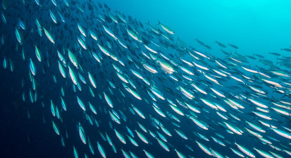 Catch of the day: Letting the big one get away is the key to protecting all the fish in the sea post image