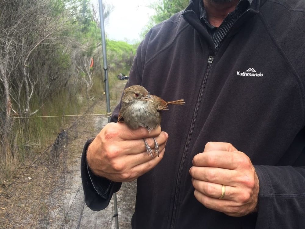The desperate mission to save the eastern bristlebird post image