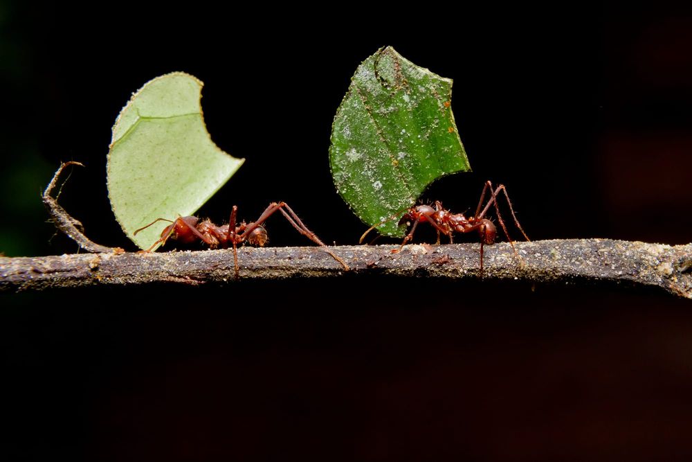 What ants can teach us about collaboration post image