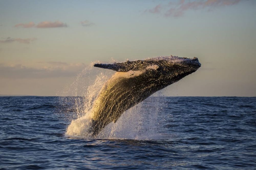 Baleen whales: from sharp-toothed predators to gentle giants of the deep post image