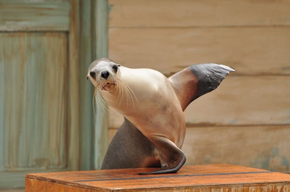 Rare fossil tooth discovery reveals extinct group of seals from Australia’s deep past post image