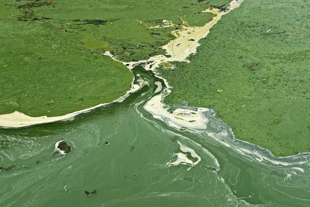 Microalgae, and future food for thought post image