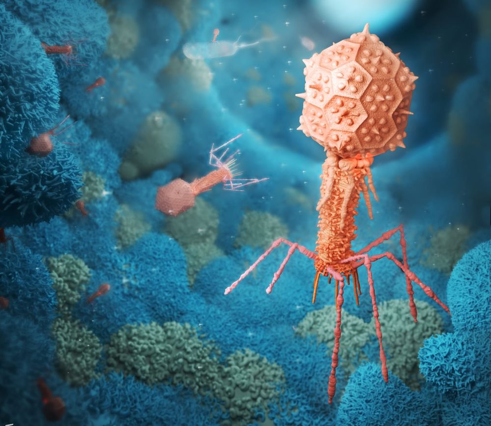 Inside us, bacteriophages fight a never-ending war on bacteria post image