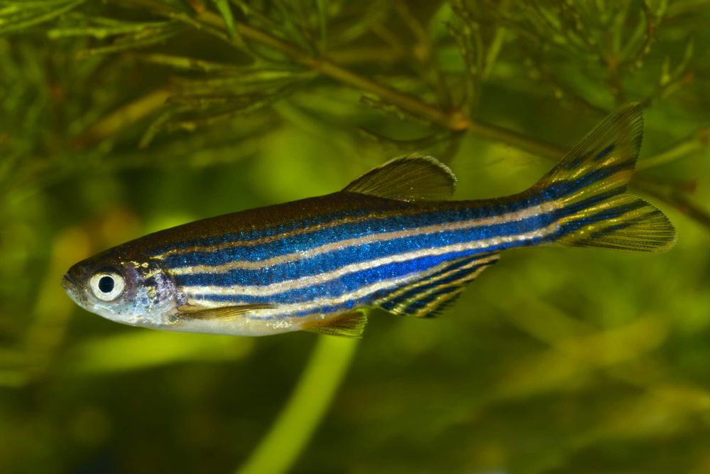 Zebrafish and their leading role in regeneration research post image