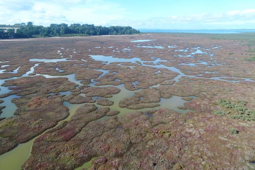 The wonderful world of wetlands and their resilience to climate change post image