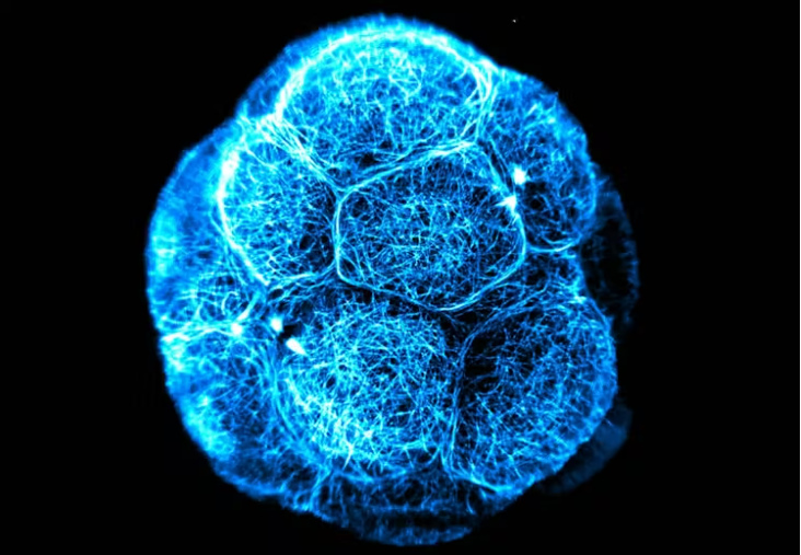 Stem cells sound magical, but they’re not all created equal post image