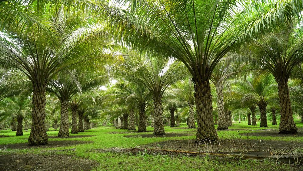 International Day of Plant Health: Why protecting plants matters to everyone post image