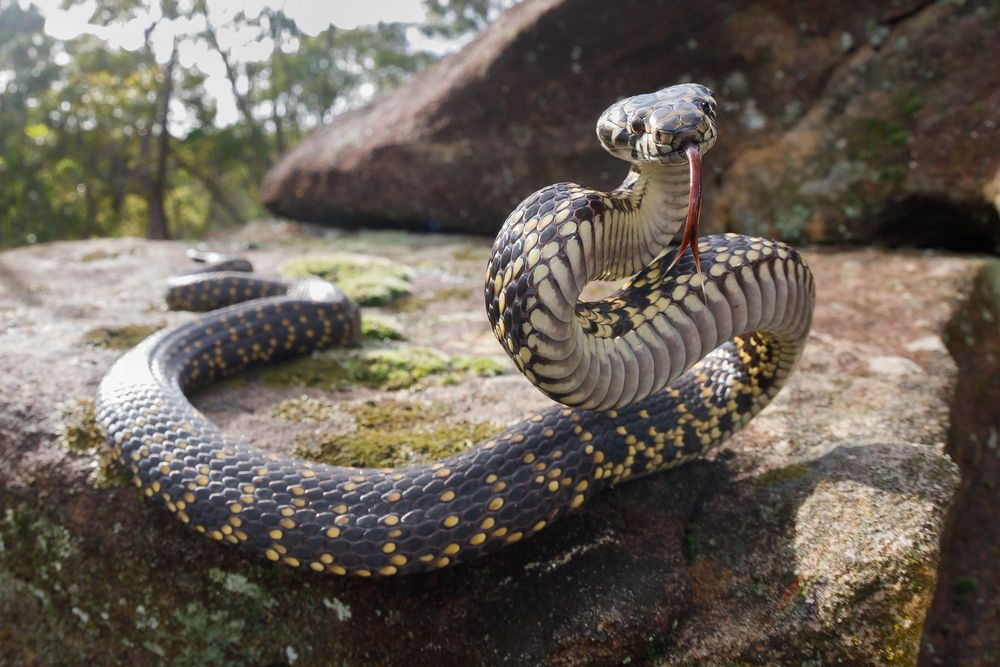Australia’s lizards and snakes are in far more trouble than we thought. It’s time to act post image