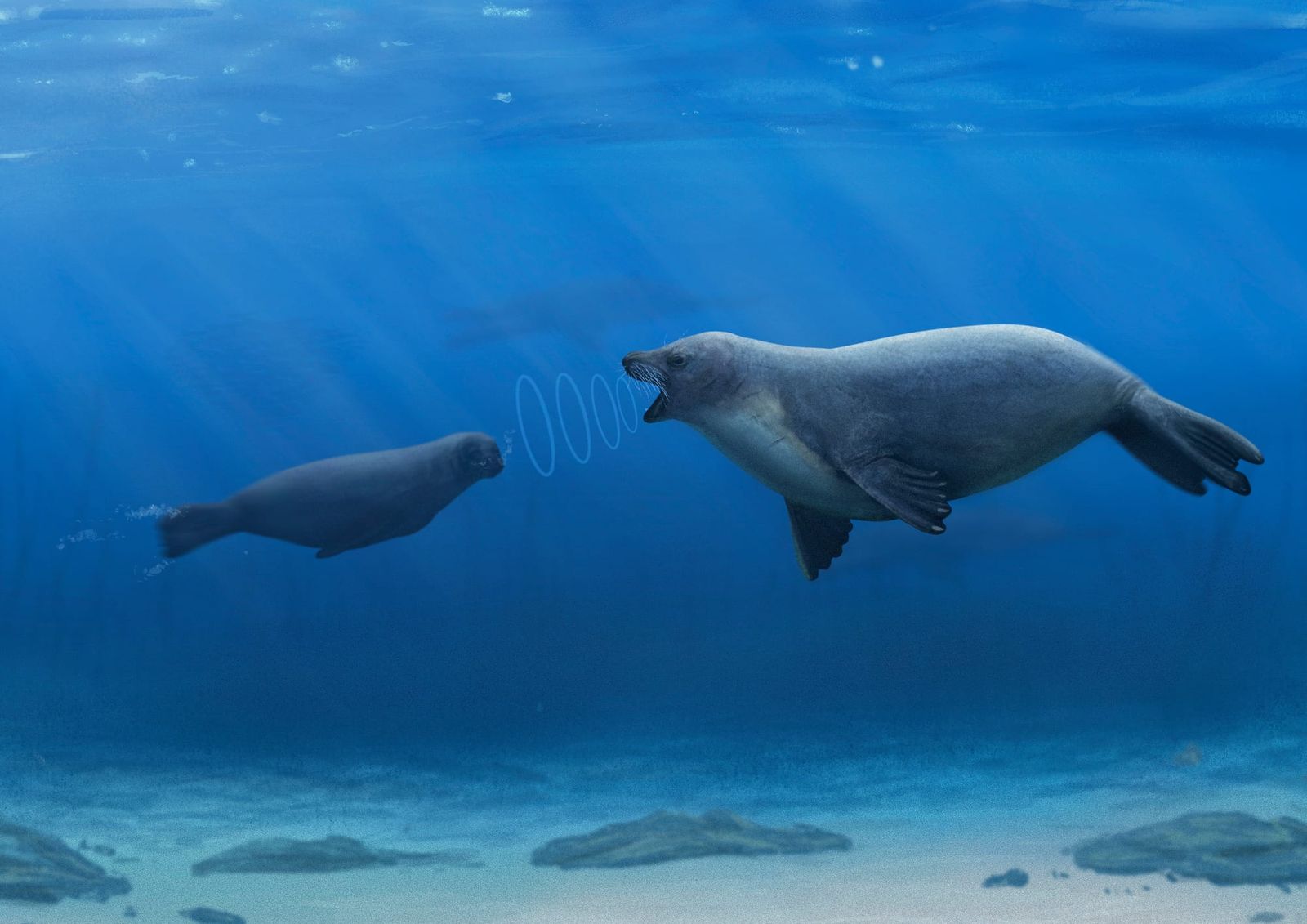 Seals have a unique superpower in their ears, and we finally know how it evolved post image