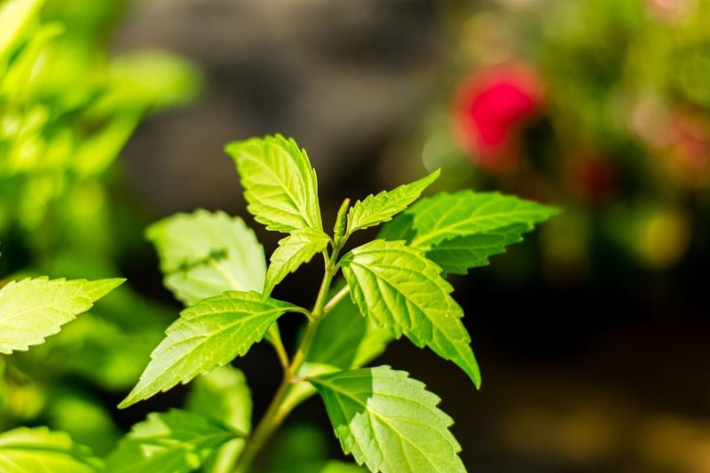 Let there be light: How LEDs can increase the yield of beneficial compounds in herbal plants post image