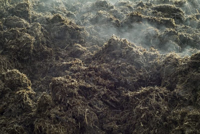 Thermobifida fusca: the manure-dwelling 'hot bug' that may result in life-saving antibiotics post image