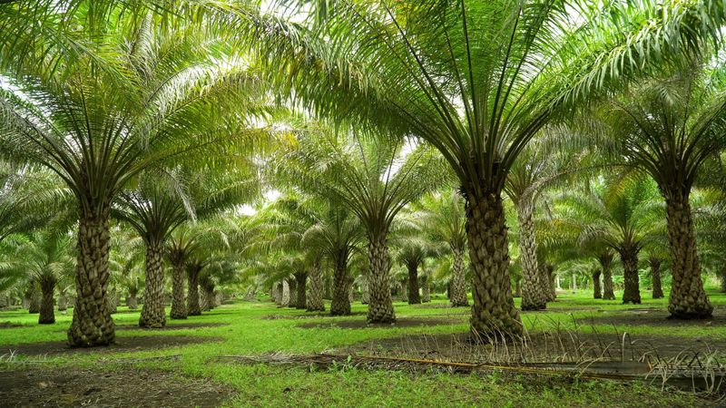 Ground-level view of a palm plantation