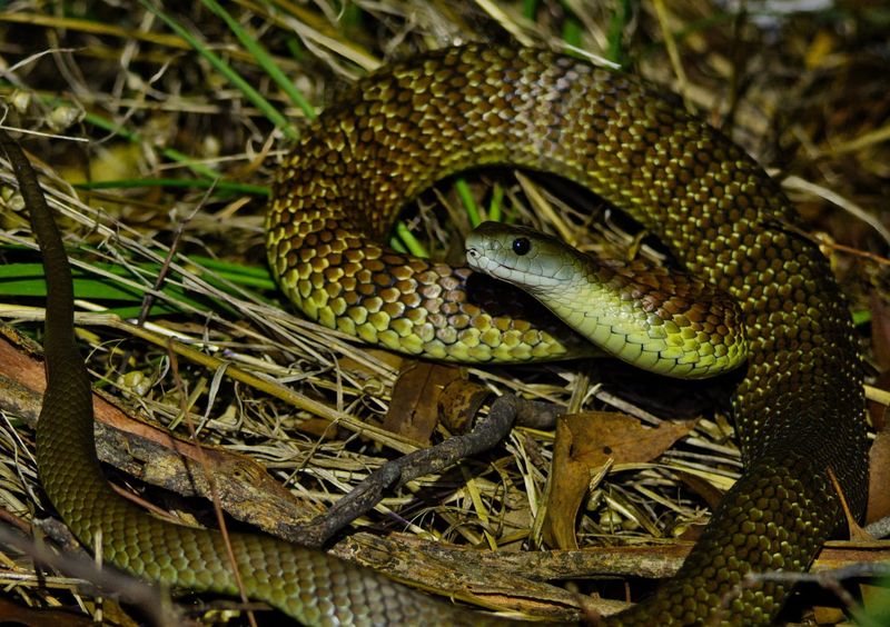 Snakes aren’t simple tubes. Their bodies have five regions – including a short neck post image