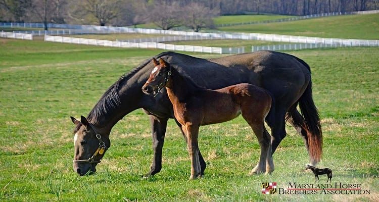 Maryland Horse Breeders Association Hires Maroon PR