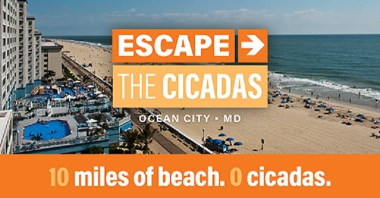 MGH Buzz Promotes 100% Cicada-Free Zone in Ocean City