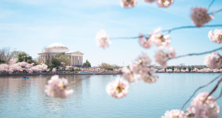 D.C.-area agency updates: National Cherry Blossom Festival chooses LINK, Abbie Sorrendino joins Public Strategies, and Boathouse Group launches social impact practice