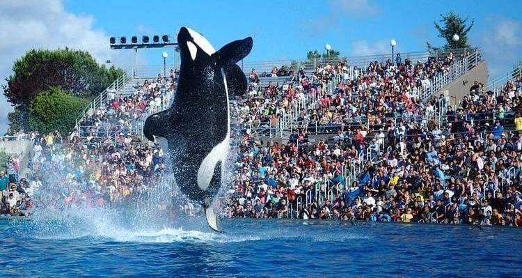 SeaWorld Responds to Critical Documentary with Ads in The Washington Post and Other Papers