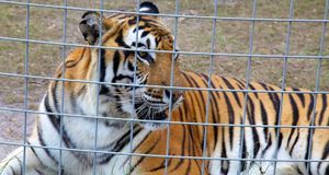 Carole Baskin Is Killing It in Marketing: Digital Strategy Lessons From Big Cat Rescue