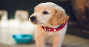 Former Under Armour SVP Diane Pelkey Joins Chewy
